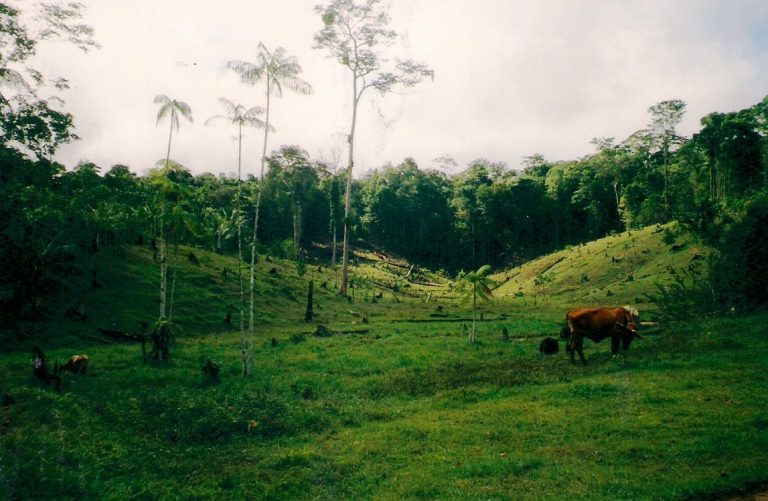 photo image paysage guyane