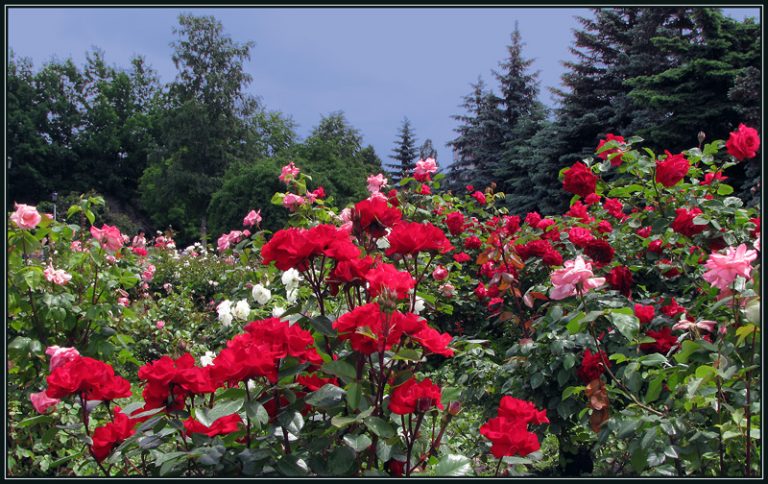photo paysage rose