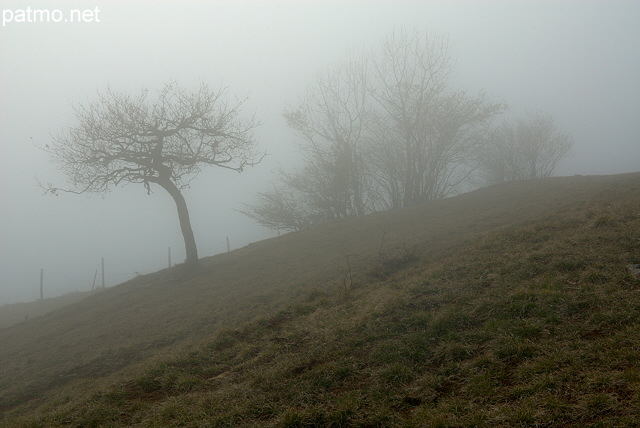 photo image paysage brouillard