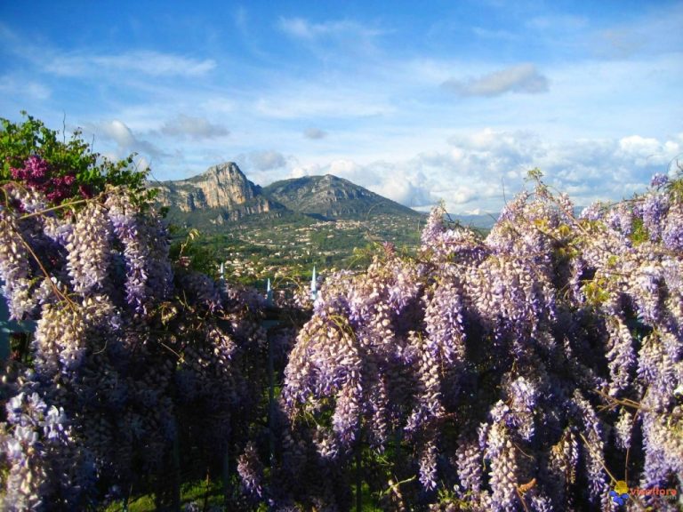 photo paysage provence