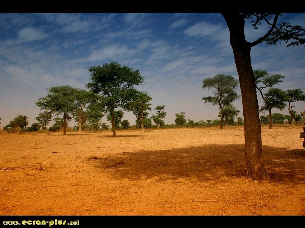 Paysage savane