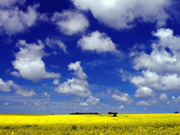 photo image paysage jaune