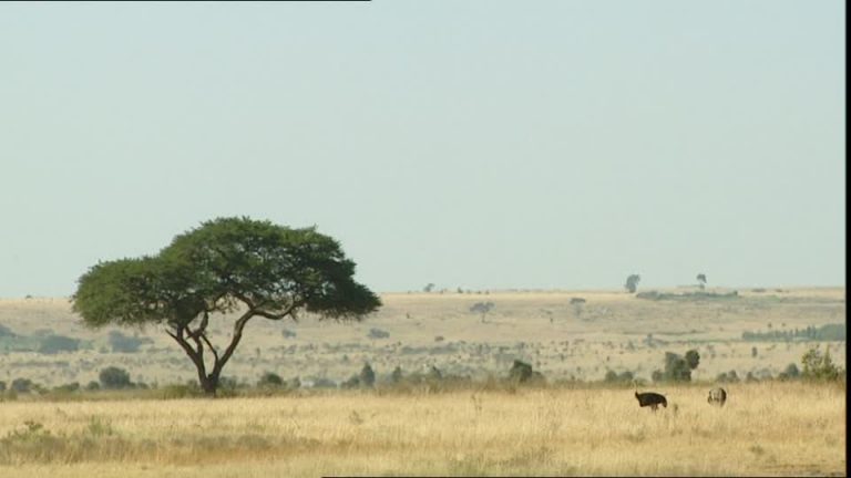 photo paysage savane