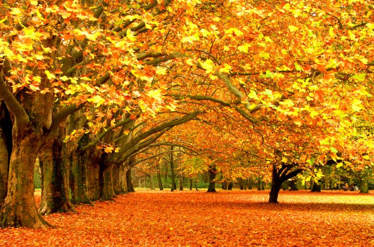 photo image paysage automne
