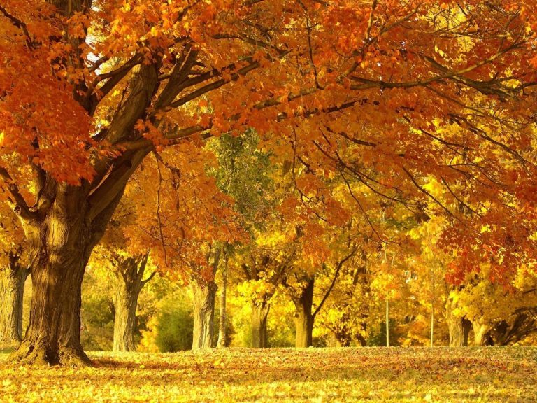 photo image paysage d’automne