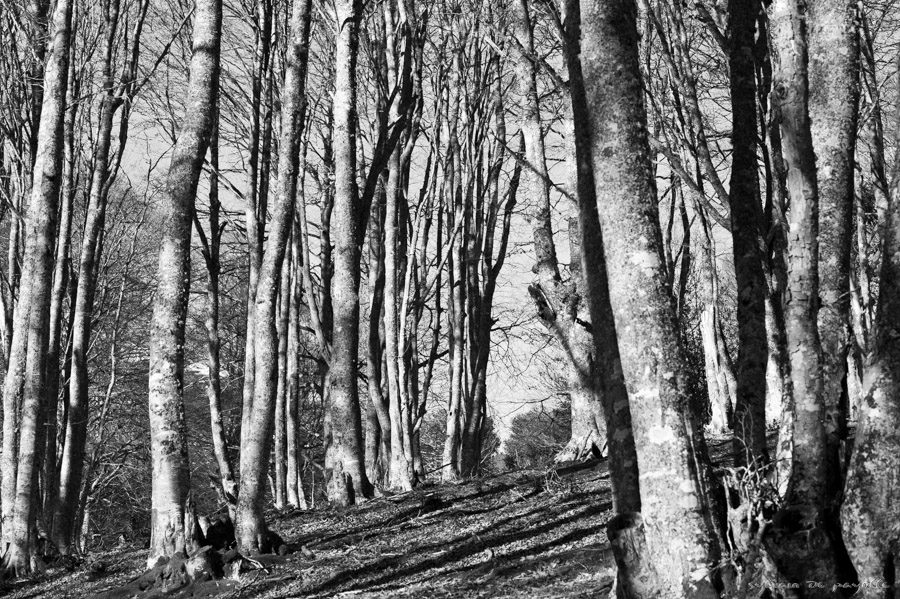 Paysage noir et blanc