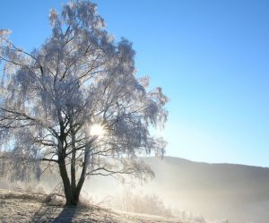 paysage givre