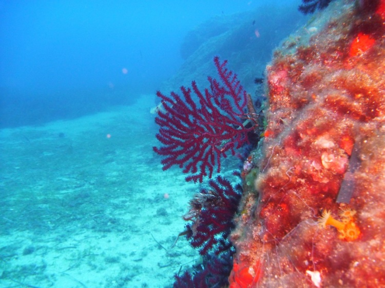 photo paysage sous marin