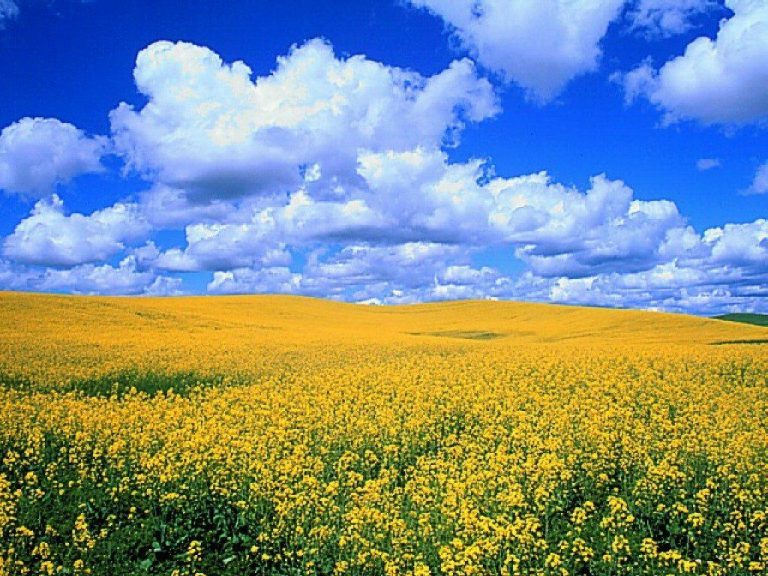 photo paysage jaune